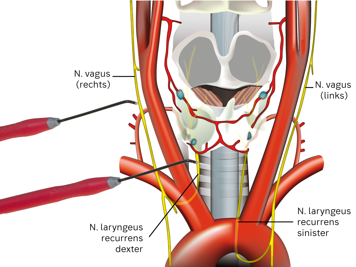 Illustration: Anatomie der Schilddrüsenumgebung