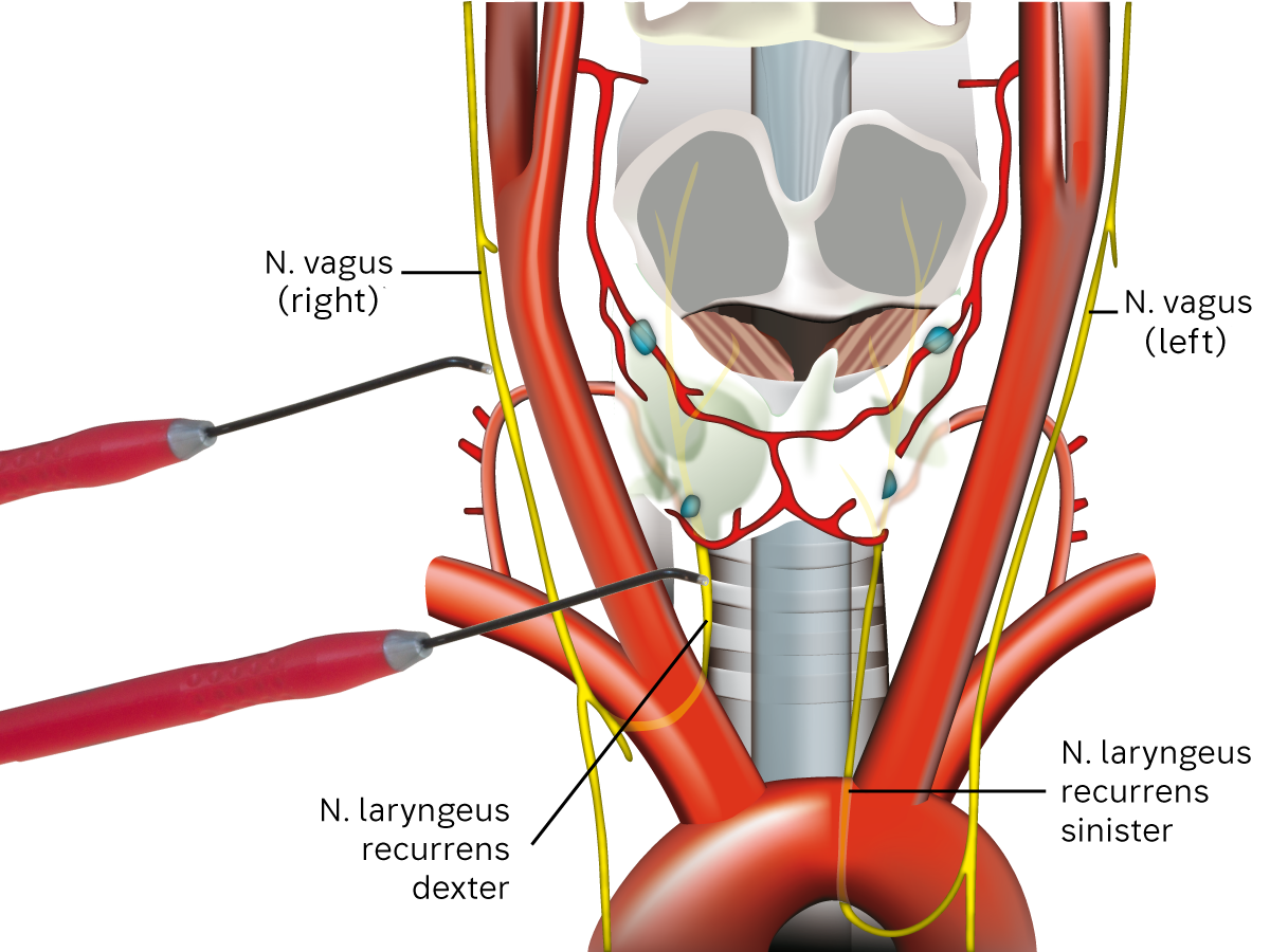Illustration: anatomy of the thyroid gland periphery Illustration: anatomy of the thyroid gland periphery